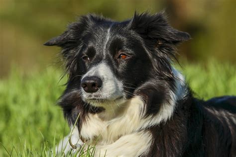 Top 10 Best Irish Male Dog Names For Your Furry Friend Ranked