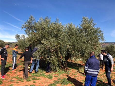 Jornada De Poda De Olivar Febrero 2020 Tierra Verde