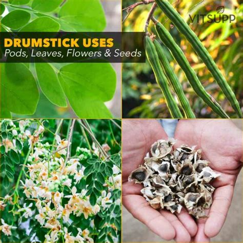 Drumstick Leaves Flowers Seeds Health Benefits And Side Effects