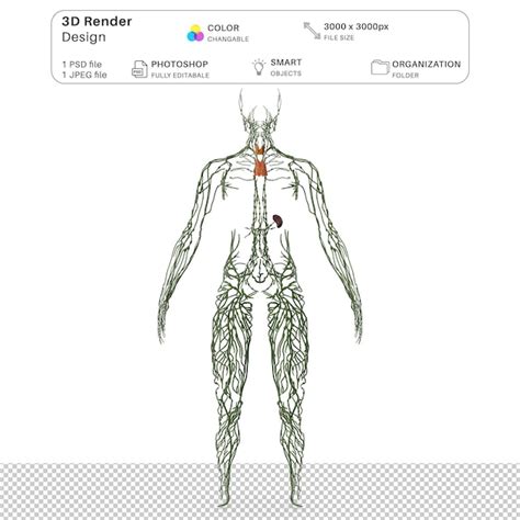 Système Lymphatique Humain Modélisation 3d Du Corps Entier Fichier Psd