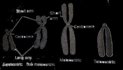 With Neat Labelled Diagram Explain Types Of Chromosomes On The Bases Of