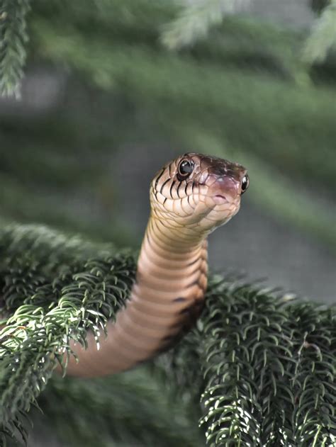 King Cobra Tewaskan Pendiri Sioux Indonesia Ri Punya Anti Bisa Ular