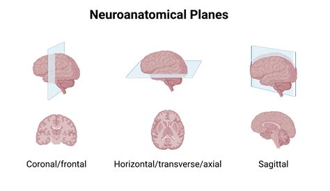 Neuroanatomical Planes In Human Brains Biorender Science Templates