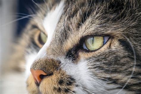 Premium Photo Beautiful Tabby Cat Potrait With Green Eyes