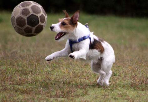 サッカー犬 まこちゃんの わくわくフォト