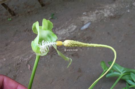 Typhonium Flagelliforme Eflora Of India