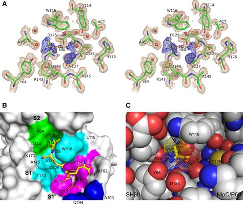 Structural Basis Of Murein Peptide Specificity Of A D Glutamyl L