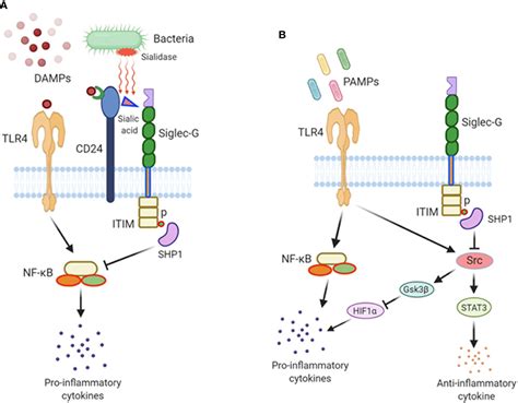 Frontiers The Role Of Siglec G On Immune Cells In Sepsis