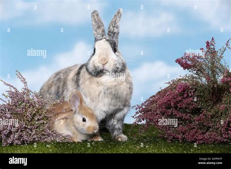 Mother Rabbit Two Young Rabbits Hi Res Stock Photography And Images Alamy