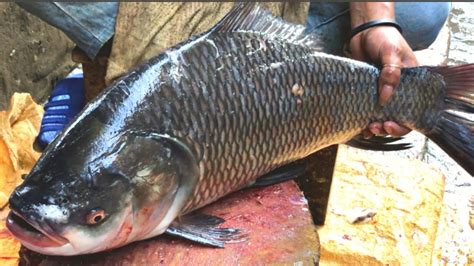 Amazing Carp Fish Nice Cutting Skills A Cutting Boss Cutting Chopping