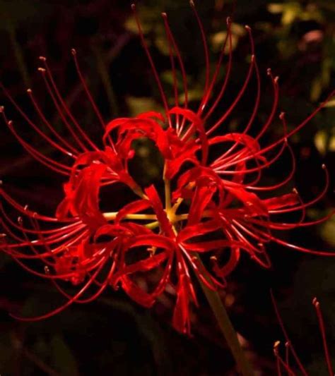 Red Lily Plant Bulbs Lycoris Radiata Winter Blooming Beautiful Bulbs