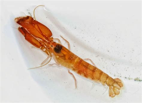 Snapping Shrimp (Alpheidae) | Cornwall Guide Images