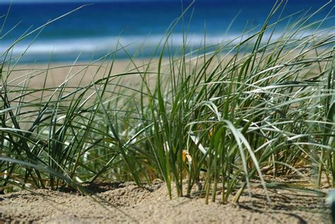 Dunes De Sable Avec Lherbe Sur La Plage Image Stock Image Du Sable