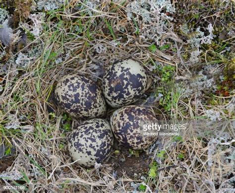 139 Plover Eggs Stock Photos, High-Res Pictures, and Images - Getty Images