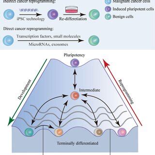 Epigenetic Landscape Of Cell Reprogramming And Development Cells