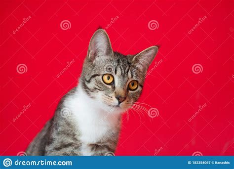 Retrato De Um Gato Do Mato Marrom Agudo Imagem De Stock Imagem De