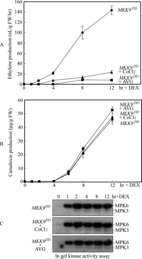 Mkk Induced Camalexin Biosynthesis Is Independent Of Ethylene