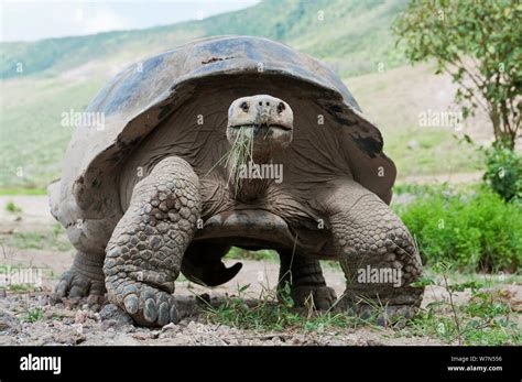 Volcan Alcedo tortues géantes Chelonoidis nigra vandenburghi