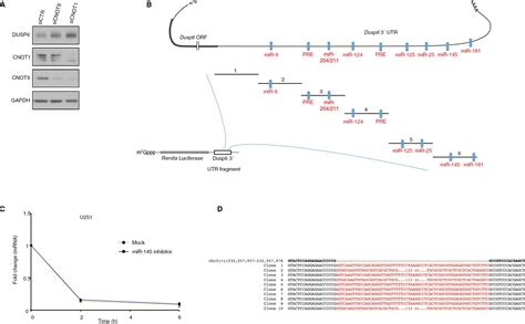 Figures And Data In Translational Control Of Erk Signaling Through