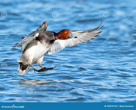 Redhead Duck Royalty Free Stock Image CartoonDealer 30376924