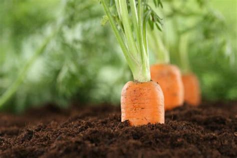 Como Plantar Cenoura Veja o Passo a Passo Fácil Para Seguir