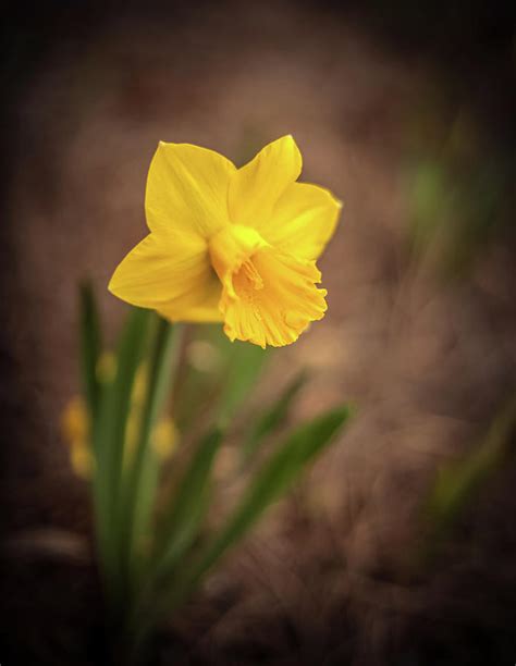 Yellow color daffodil flower Photograph by Nasrullah Aziz | Fine Art ...