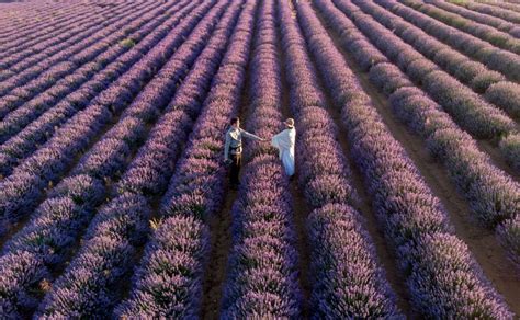 Best Places to See Lavender Fields in France with Free Map (2023) - Offbeat Escapades | Offbeat ...