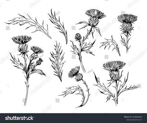 Thistle Plant Sketch Style Illustration Vector Stock Vector (Royalty ...