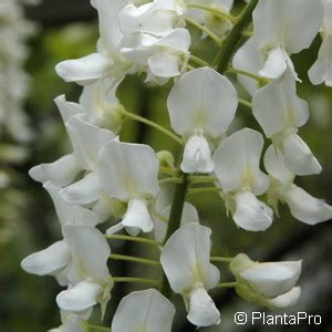 Japanische Glyzine Blauregen Wisteria Floribunda Alba