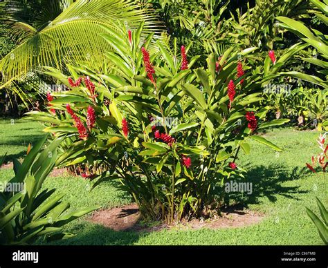 Red Ginger Plant With Flowers Alpinia Purpurata In A Tropical Garden