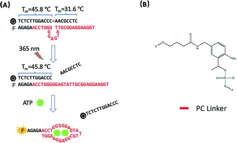 A Design Of The Photo Regulated Atp Aptamer Probe Pc Apt For The Download Scientific