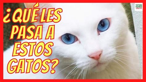 Gato De Raza Con Ojos Azules Y Verdes Y Pelaje Blanco Todo Sobre