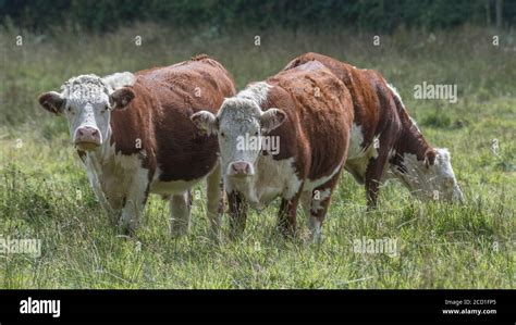 Field 169 Format Hereford Cattle Grazing In Pasture For Uk Livestock