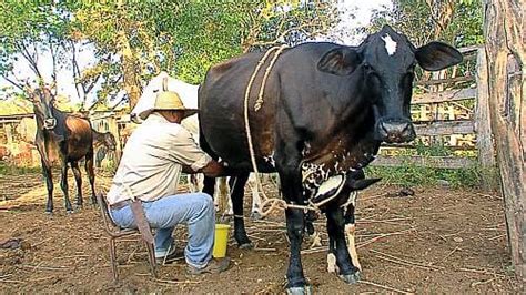 Cantos De Trabajo De Los Llanos Venezolanos Patrimonio Cultural