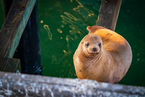 Sea Lion At Santa Cruz Pier