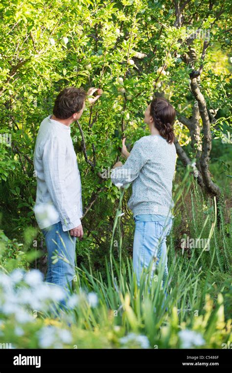 Mature Couple Picking Fruits In A Garden Stock Photo Alamy