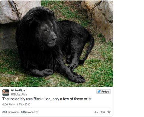 [FACT OR FAKE #95] Is This 'Rare' Photo Of An All-Black Lion Real?