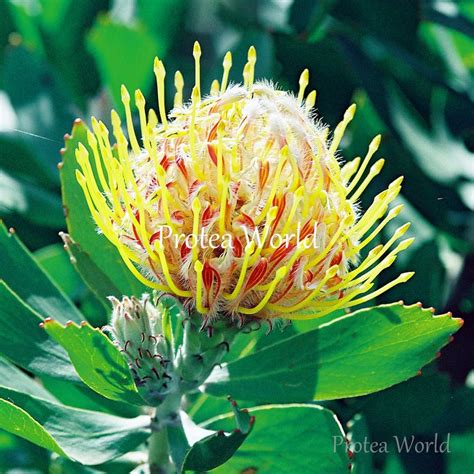 Protea World Protea Plants Online And Nursery Gold Fever Protea World