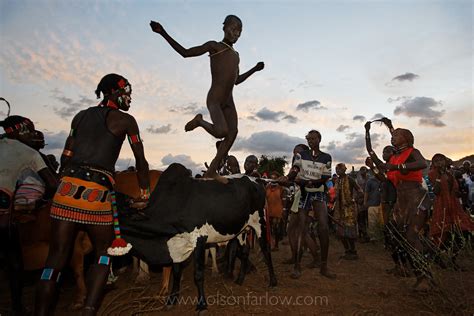 Bull Jumping Tradition Manhood Ceremony For Hamar Bene Karo Tribes