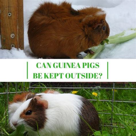 Pin on Guinea Pig Care