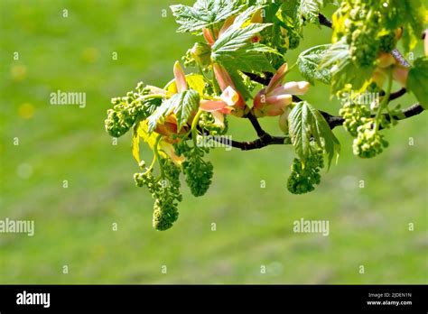 Sycamore Acer Pseudoplatanus Close Up Of A Low Hanging Branch