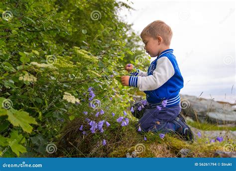 Child Picking Flowers Stock Photo Image Of Nature Pick 56261794