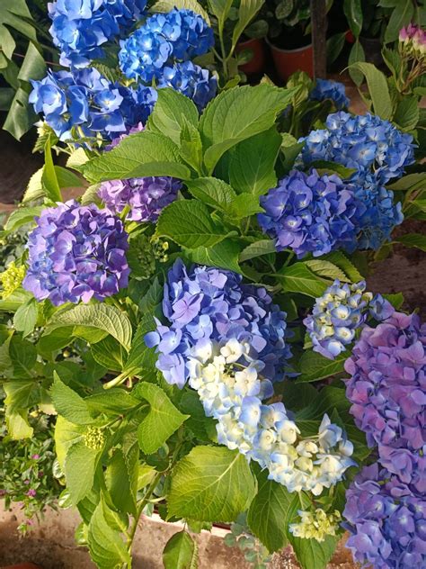 Details Imagen Hortensia Variegada Abzlocal Mx