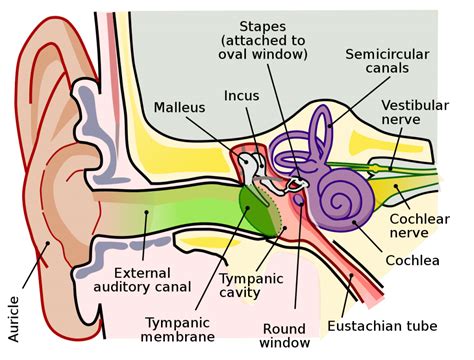 Jangkitan Dalam Telinga Otitis Media Tips Kesihatan