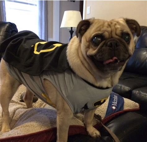 Fender the pug in his Batman costume! Batpug! Pug Life, Fender, Pugs ...