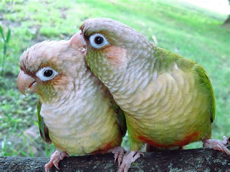 Cute Green Cheek Conures Named Oswin And Yoshi By Annie Gavin Conure