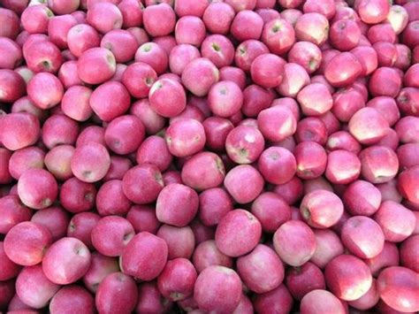 Cripps Pink apple at Rs 90/kilogram | Red Delicious Apple in Mumbai ...