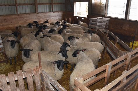 Pei 2022 03 013 Albion Cross Sheep Shearing Day Shane Macclure