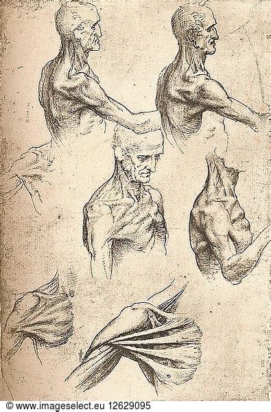 Anatomical Drawing Anatomical Drawing C1472 C1519 1883 Artist