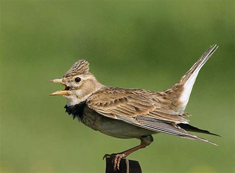 Gambar Burung Kicau Kecil – pulp